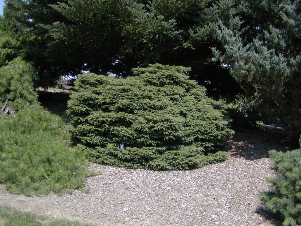 Picea abies 