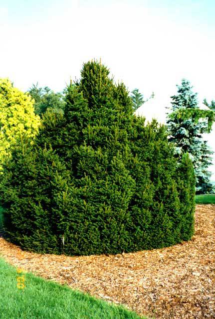 Picea abies 