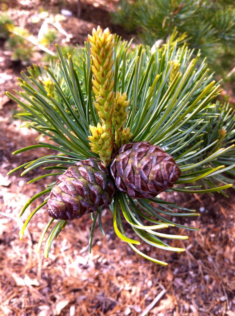Pinus parviflora 