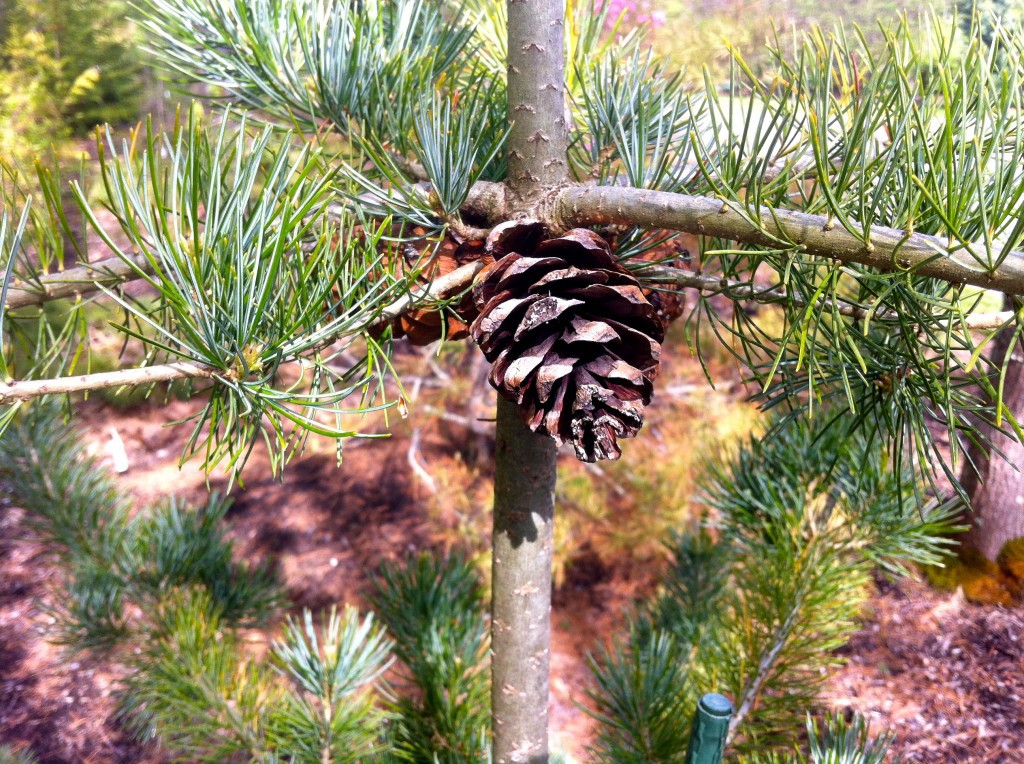 Pinus parviflora 