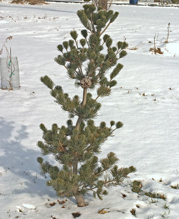 Pinus parviflora 