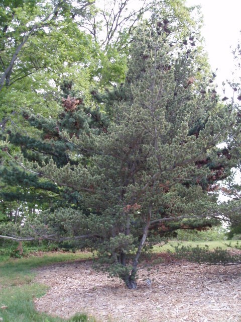 Pinus parviflora 