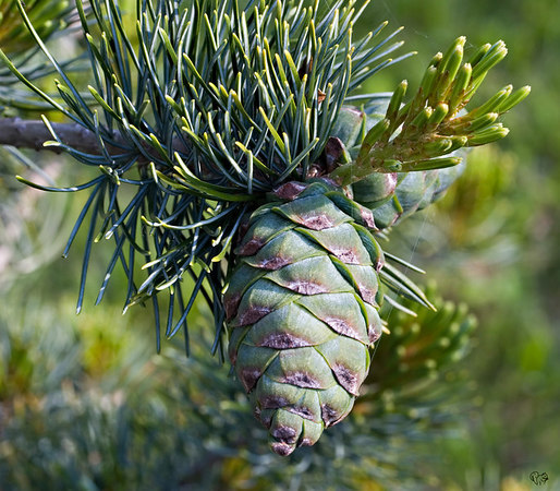 Pinus parviflora 