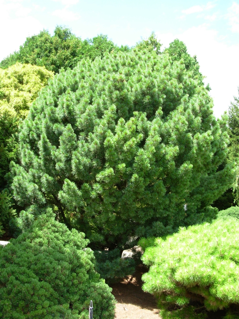 Pinus strobus 