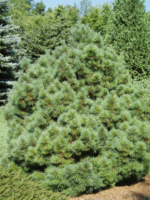 Pinus strobus 