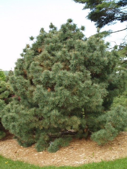 Pinus strobus 