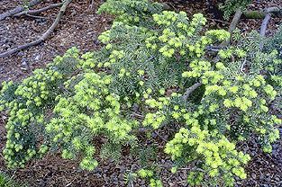 Tsuga canadensis 
