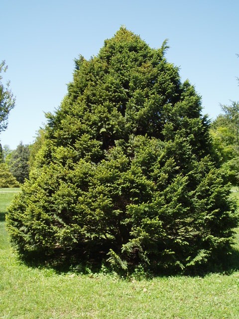Tsuga canadensis 
