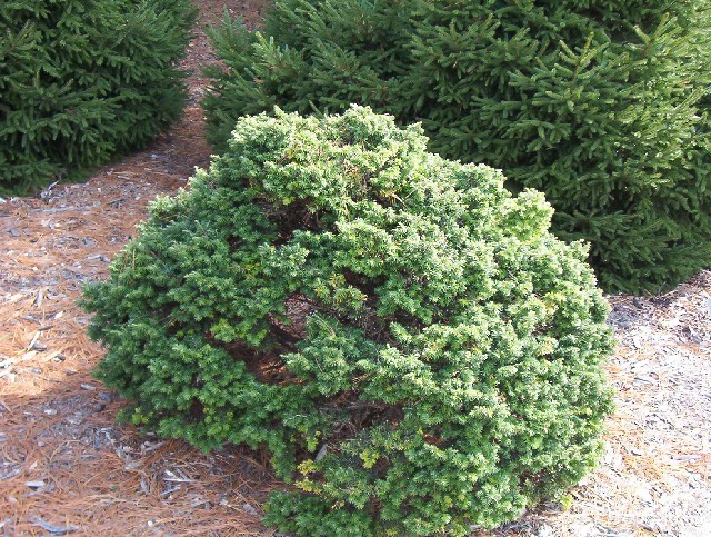 Tsuga canadensis 