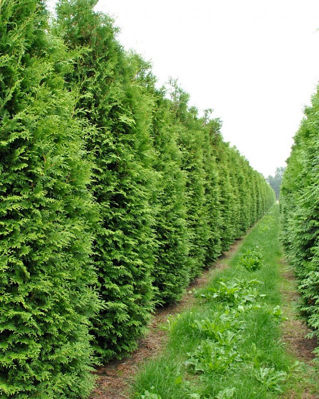 Thuja occidentalis 