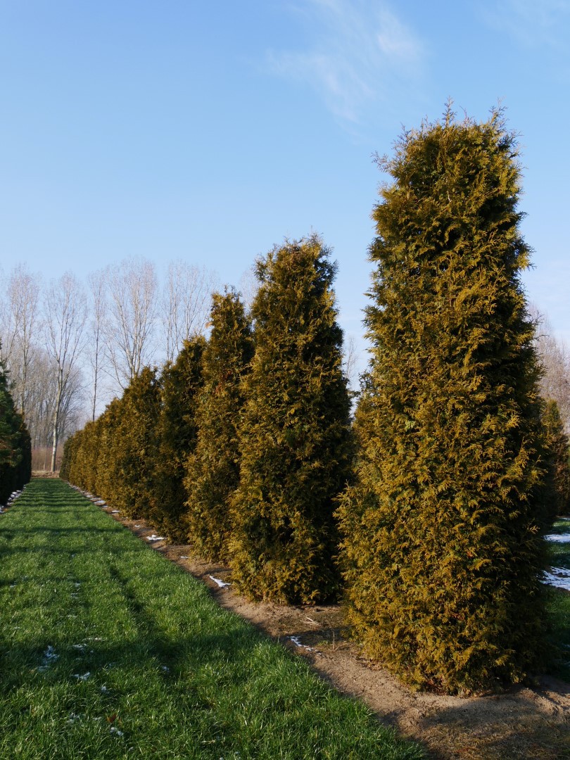 Thuja occidentalis 