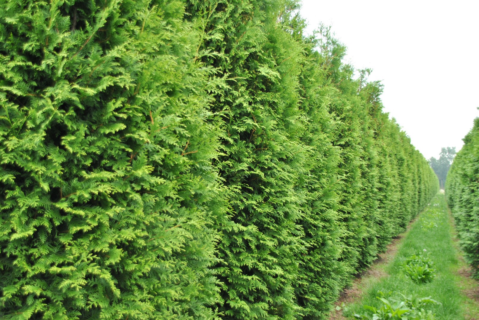Thuja occidentalis 