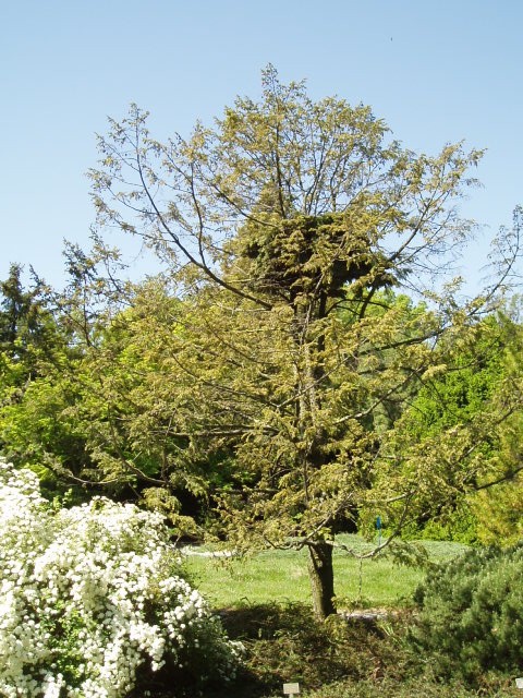 Tsuga canadensis 