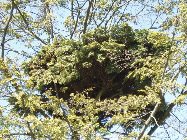 Tsuga canadensis 