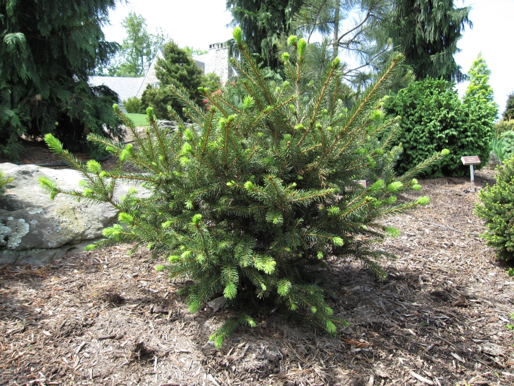 Picea abies 
