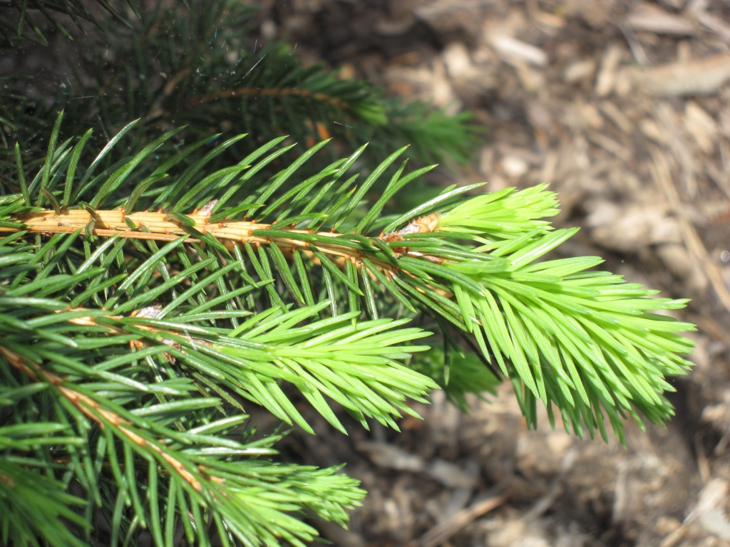 Picea abies 