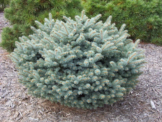Picea pungens 