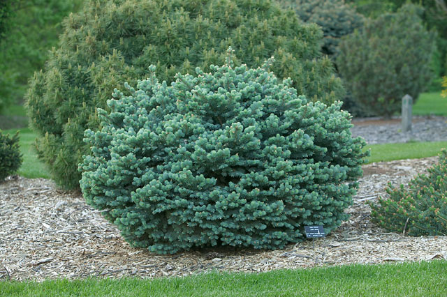 Picea pungens 