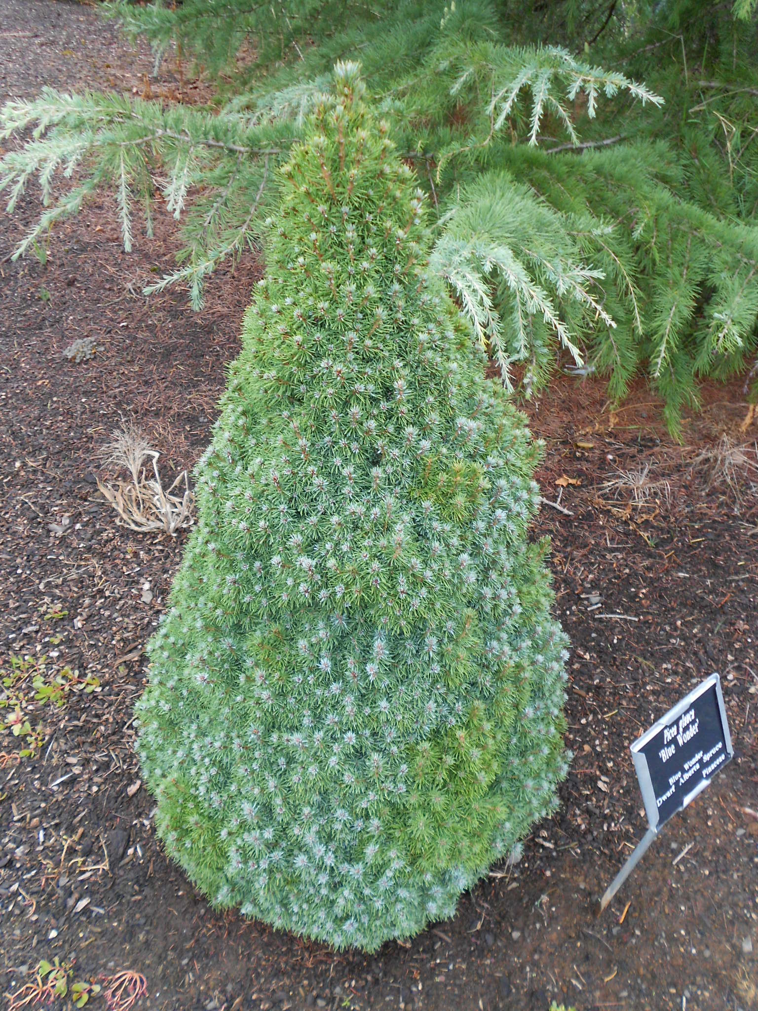 Picea glauca 