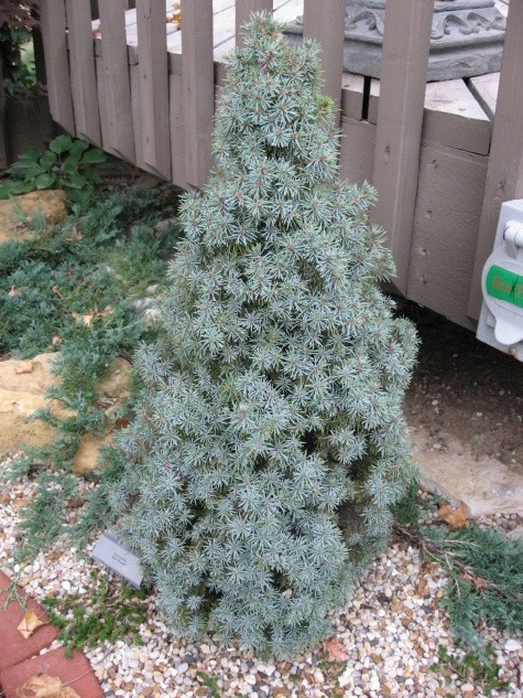 Picea glauca 