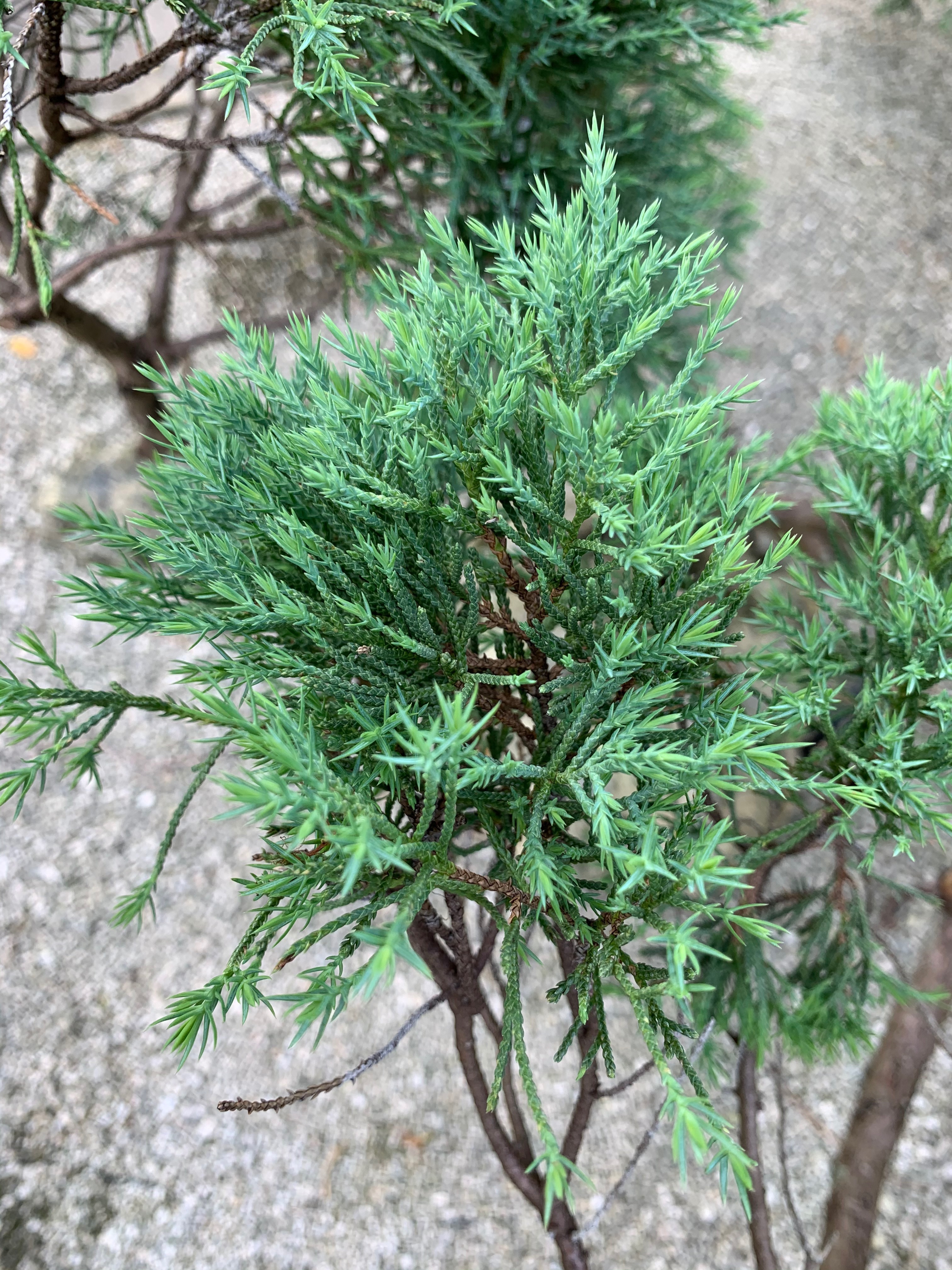 Juniperus chinensis 