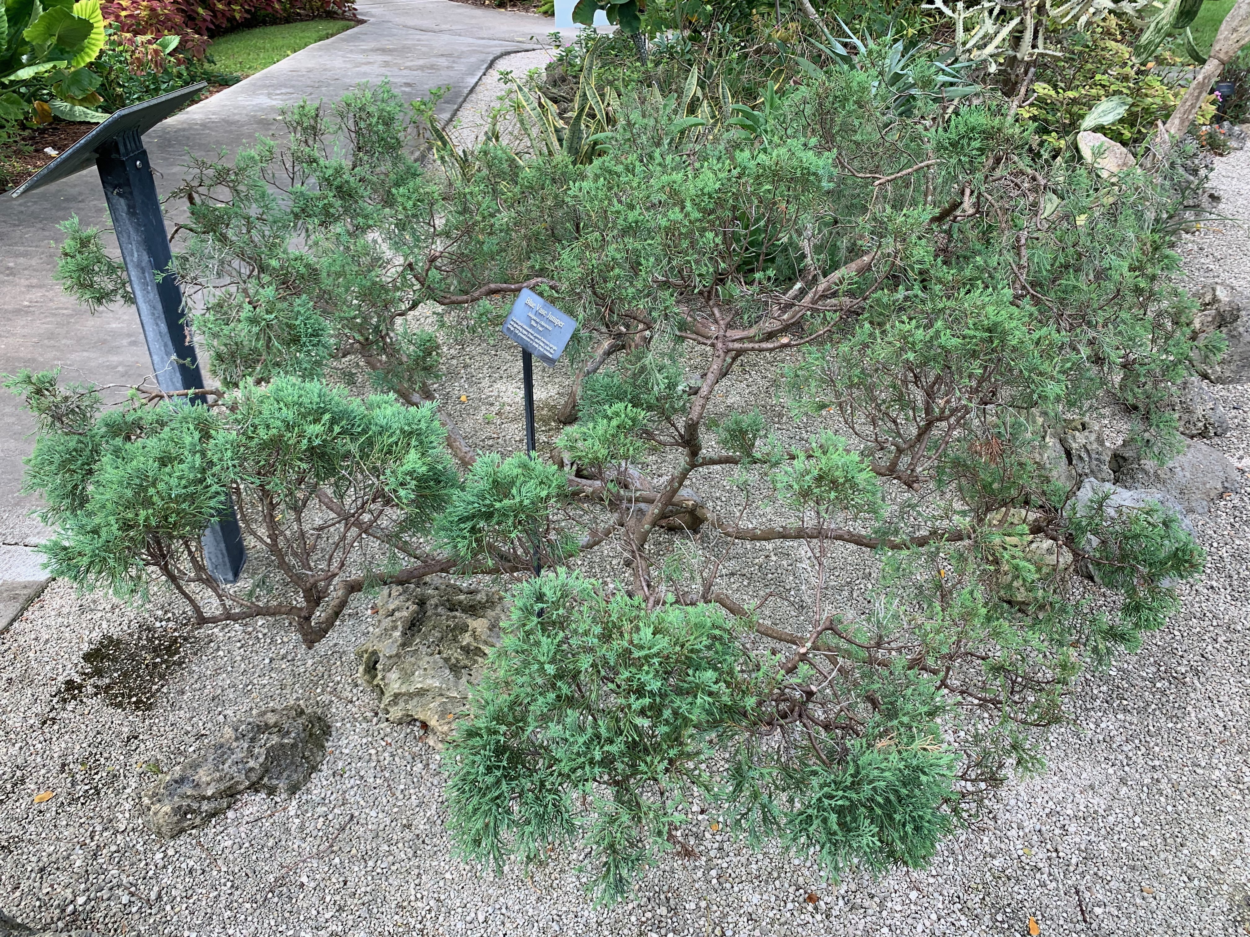 Juniperus chinensis 