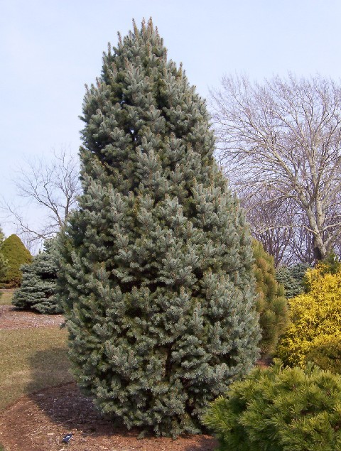 Picea pungens 