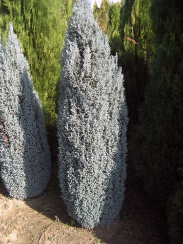 Chamaecyparis lawsoniana 