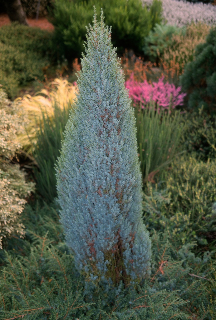 Chamaecyparis lawsoniana 