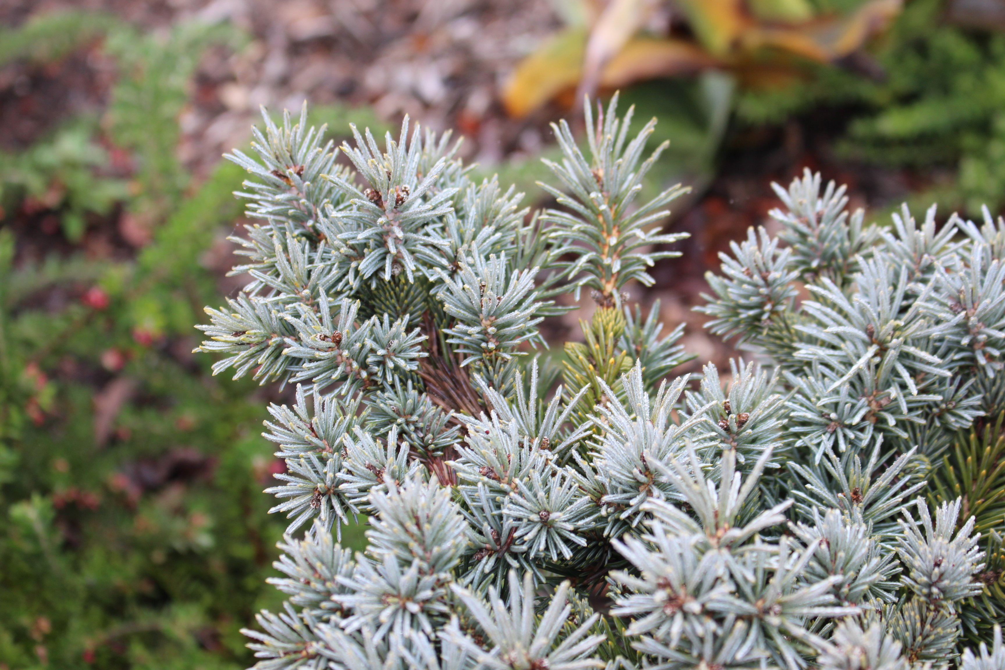 Picea pungens 