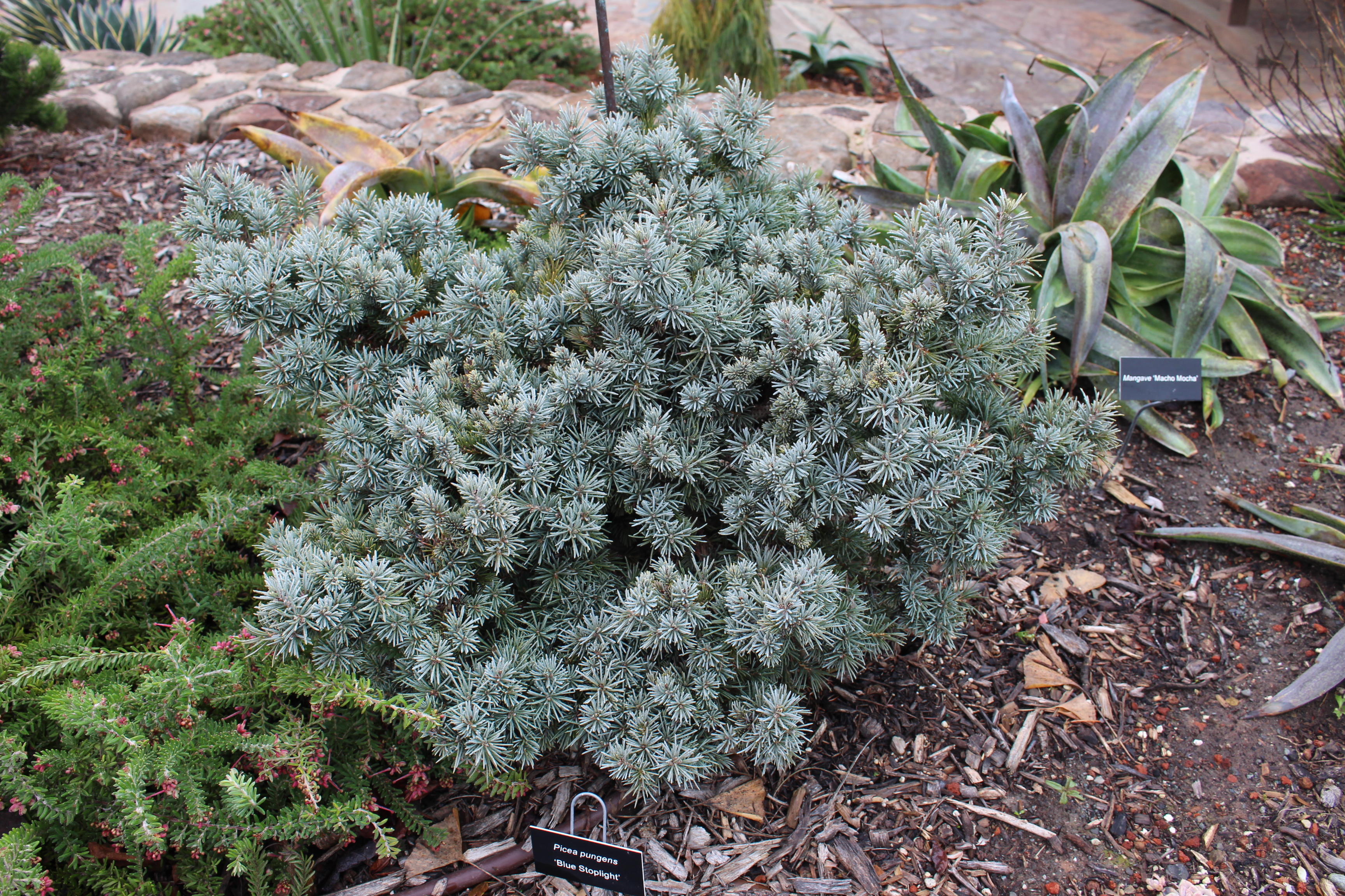 Picea pungens 