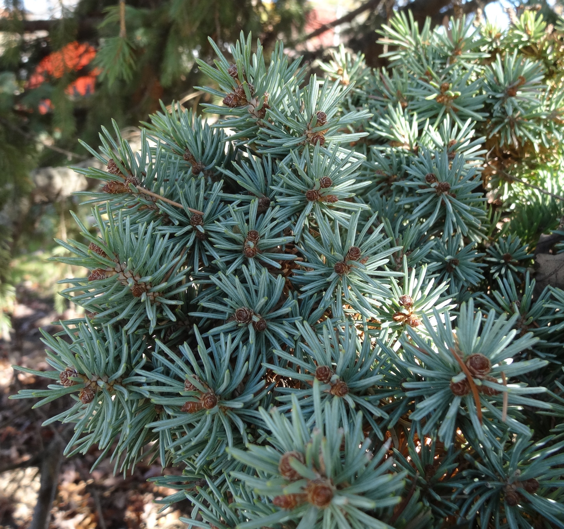 Picea pungens 