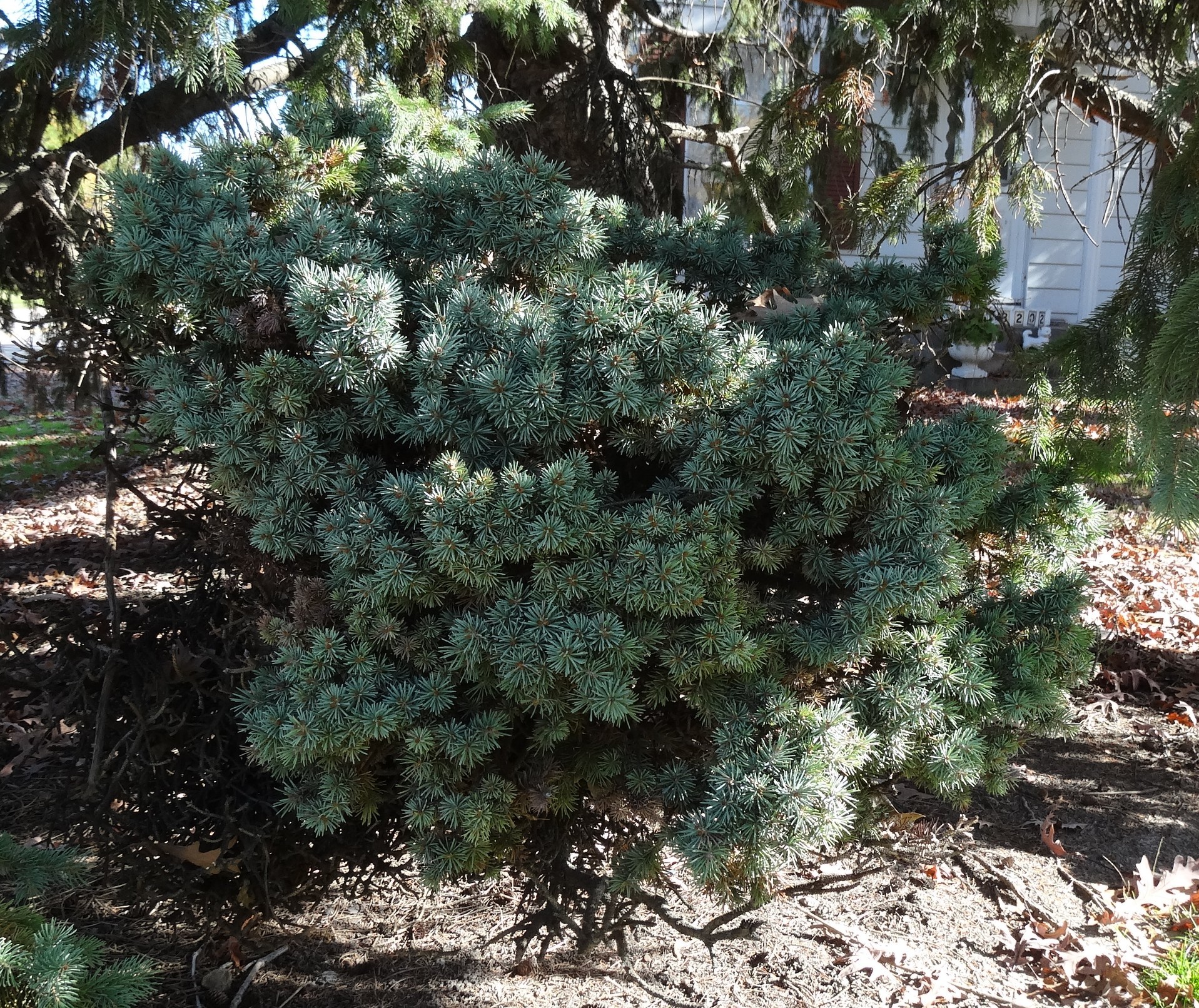 Picea pungens 