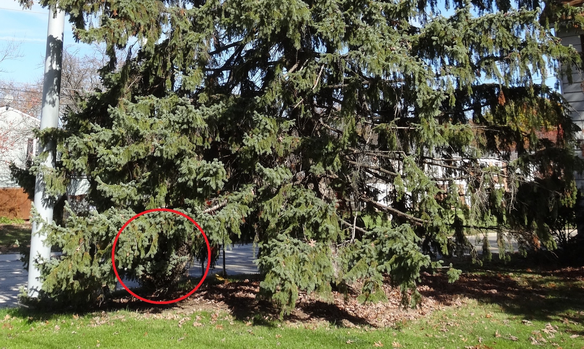 Picea pungens 