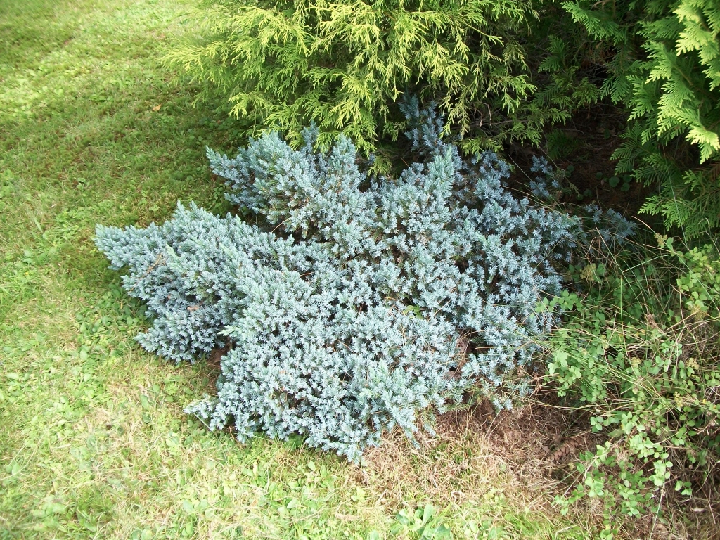 Juniperus squamata 