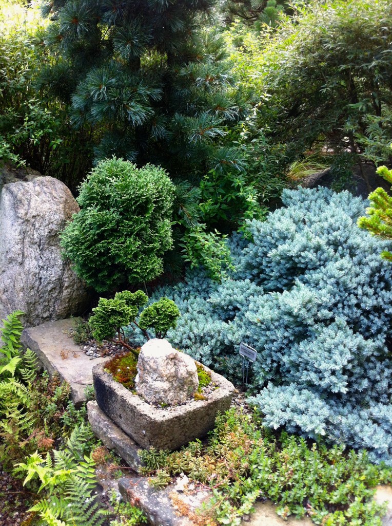 Juniperus squamata 