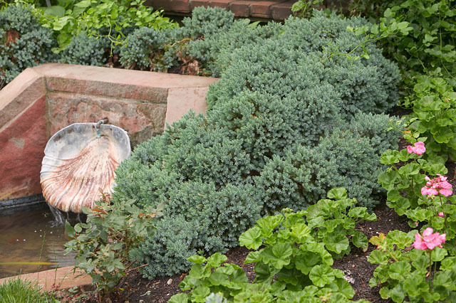Juniperus squamata 