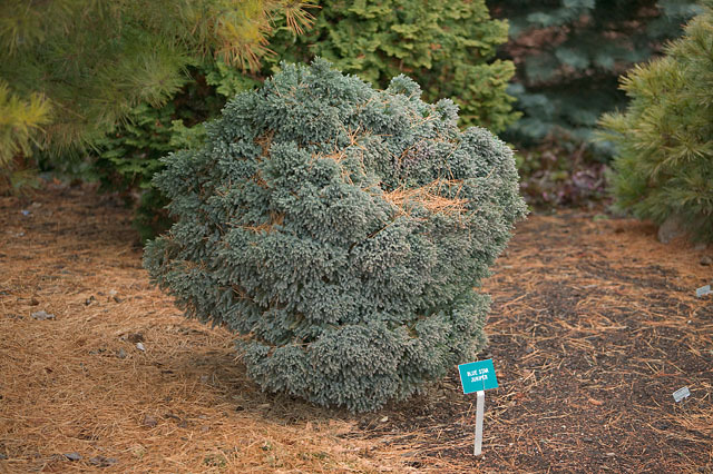 Juniperus squamata 