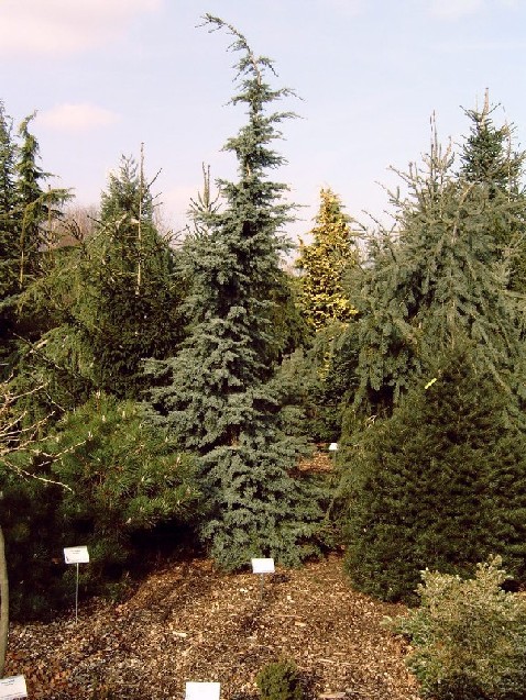 Tsuga mertensiana 