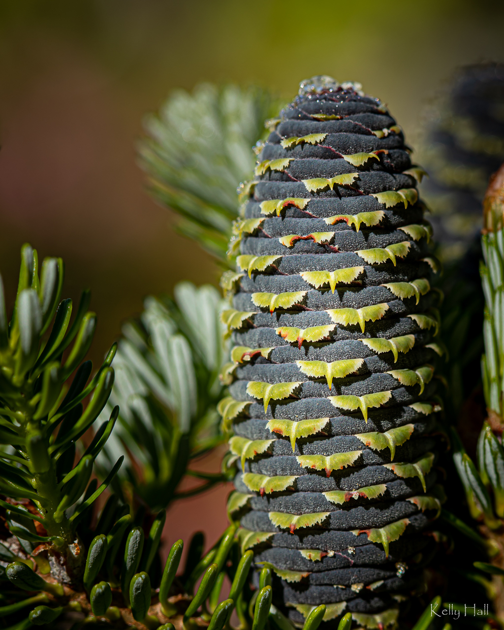 Abies koreana 