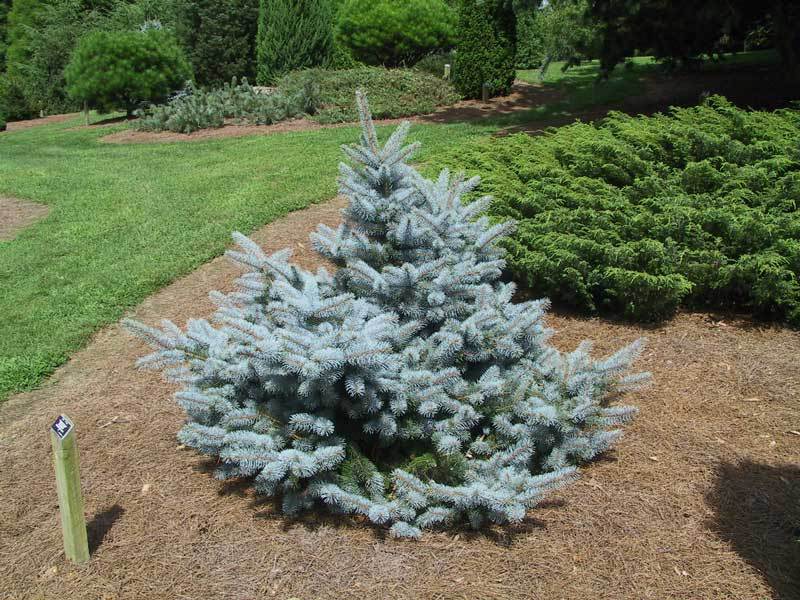 Picea pungens 