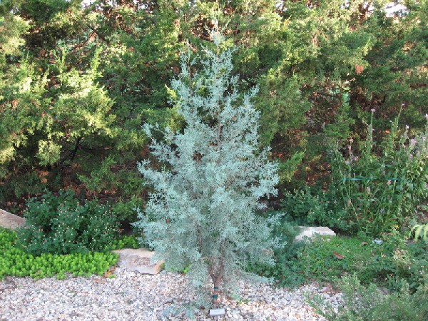 Cupressus glabra 