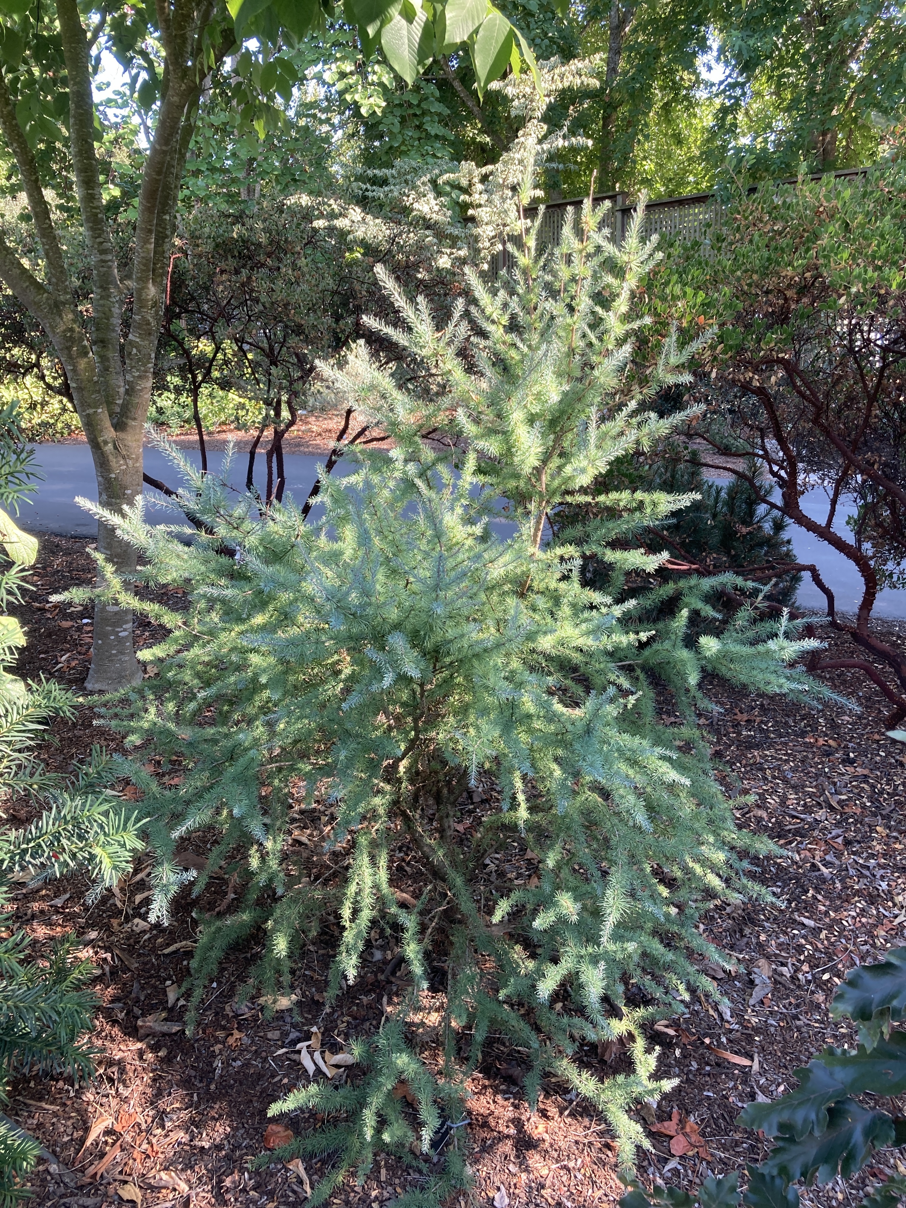 Larix laricina 