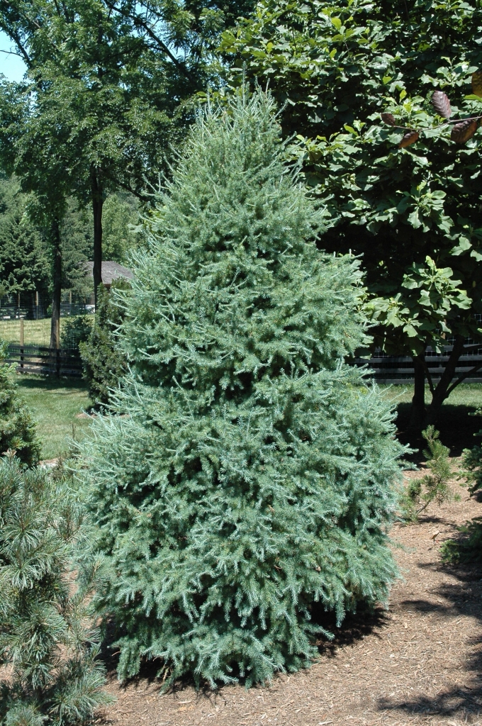 Larix laricina 