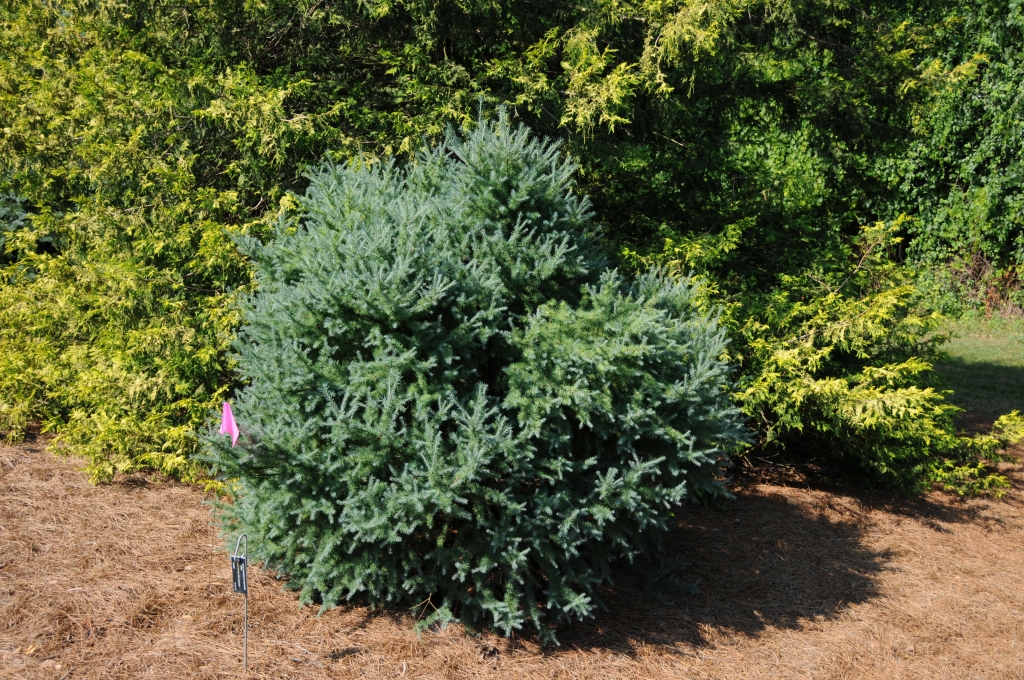 Larix laricina 
