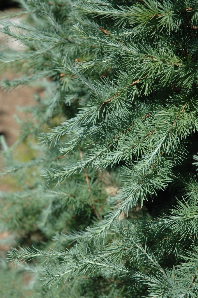Larix laricina 