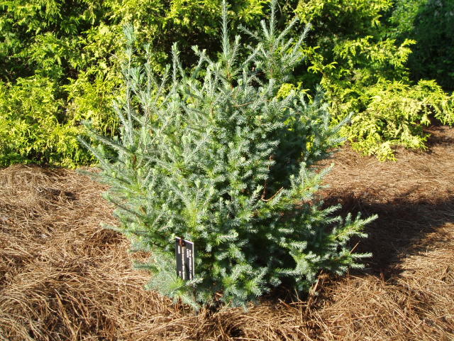 Larix laricina 