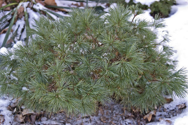 Pinus strobus 