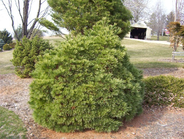 Pinus strobus 