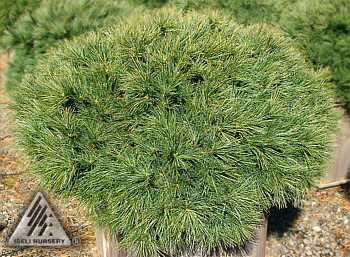 Pinus strobus 